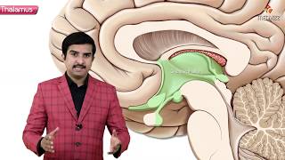 Gross anatomy of Thalamus  Part 1   Introduction and Relations  Animated Neuroanatomy [upl. by Deborath870]