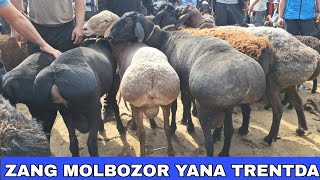 QOY QOZI QOCHQOR NARXLARI SURXONDARYO MUZRABOT ZANG MOLBOZORI [upl. by Pansy436]