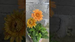 Growing Gerbera flowers with leaves [upl. by Paderna527]