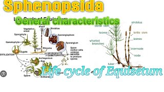 biology  Sphenopsida General Characteristics and Life cycle of Equisetum [upl. by Eadrahs56]