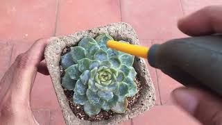 OIL BASED FUNGICIDE SPRAY ON SUCCULENTS WITH FARINA  SUCCULENT CARE TIPS [upl. by Aicilas967]