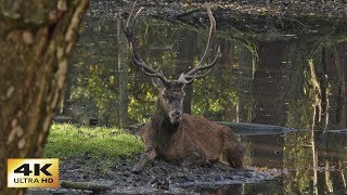 4K Herbst amp Brunftzeit  Impressionen [upl. by Alaj]