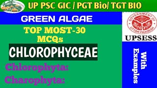 MCQs BASED ON CHLOROPHYCEAE GREEN ALGAE [upl. by Ellenor]