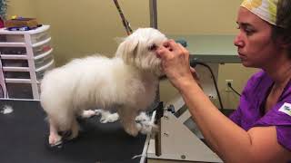 How to groom a matted maltese puppy parent review Update [upl. by Jodee]