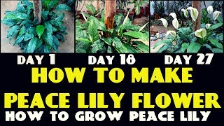 How to Grow Peace Lily [upl. by Swigart]