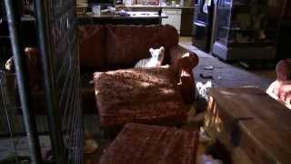 Guilty Tiger cubs destroy Joe Exotics house [upl. by Animrelliug]