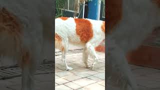 🐺 Giant Russian Hound Borzoi Owner Review [upl. by Nolana]