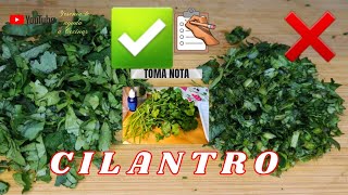 CILANTRO Cómo Conservar desinfectar y cortar correctamente 😉 [upl. by Ahsoyem]