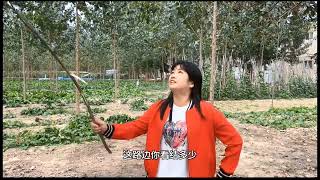 I thought it was a wild persimmon tree but I never expected it to be a Henan dialect Rural ori [upl. by Airamanna]