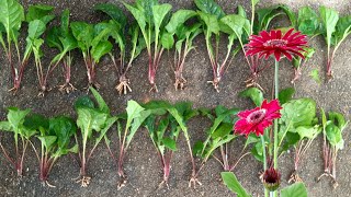 how to divide and propagate gerbera daisy plant  gerbera  daisy [upl. by Porett254]