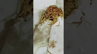 Naturebeauty23 Pet frog fudku enjoying eating mosquitoes videos shorts [upl. by Adlin]