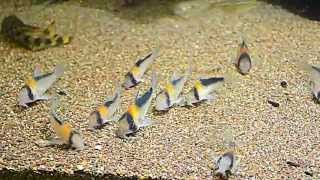 Corydoras adolfoi [upl. by Klaus]