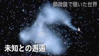 未知との邂逅：培養土の飼育環境に湧いた微生物たち 【淡水の原生生物】【顕微鏡】 [upl. by Etan]