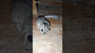 Oscar🐈 caught a dormouse animals cat dormouse [upl. by Narra]