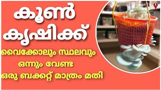 വീട്ടിലോ ഫ്ലാറ്റിലോ എവിടെയും എളുപ്പത്തിൽ വളർത്താം  koon krishi home  mushroom growth cultivation [upl. by Nimajeb]