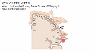 Primary Motor Cortex [upl. by Morville]