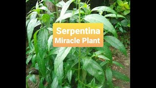 Serpentina Health Benefits [upl. by Athenian]