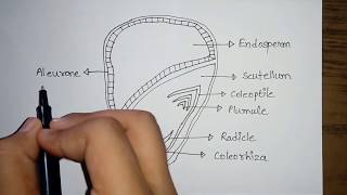 How to Draw Monocotyledon Seed  Transverse section of maize seed  Monocot Seed Structure Diagram [upl. by Nash]