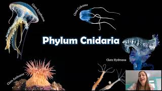 Phylum Cnidaria The Things that Sting [upl. by Nelie]