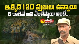 Srisailam Tiger Tracker Shocking Words About Tiger  Srisailam Forest  Sakshi TV Digital [upl. by Jordain]