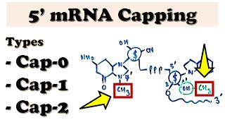 5 mRNA Capping  mRNA posttranscriptional processingmodifications  How is 5 mRNA cap formed [upl. by Aneel637]