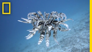 Watch Entrancing Sea Creature Glides Through Water  National Geographic [upl. by Morganstein]