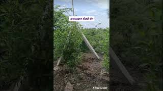 कोनोकार्पस् । Conocarpus  गावरान कुकुटपालन poultry poultryfarming viralshort deshipoultryfarm [upl. by Neelasor]