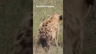 Striped Hyena  National Animal Of Lebanon  Striped Hyena Vs Spotted Hyena [upl. by Anyt]