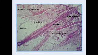 Lecture50 Introduction to Dermatopathology [upl. by Gothard606]