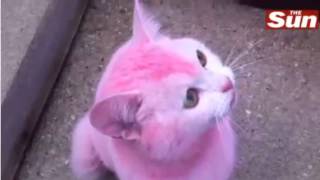 Pink Cat  Hair Dye [upl. by Hillie502]