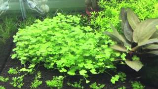 Hydrocotyle tripartita Tropica Scaper tank dennerle [upl. by Leatrice92]