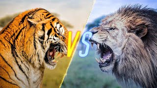 Tiger VS Lion [upl. by Esaj]