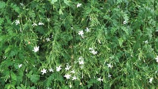 جيرانى سألونى إزاى نبات الياسمينالياسمين عندى مزهر و ريحته روعة؟  Jasminum officinale [upl. by Yurik]