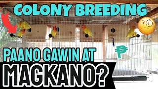 COLONY BREEDING SETUP FOR BIRDS  Paano at Magkano Mag Set Up Ng Colony Para Sa Lovebirds [upl. by Sheldon]