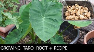 See us growing these 3 Taro Varieties  Recipe [upl. by Kowal]