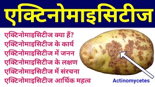 एक्टीनोमाइसीट्स  actinomycetes in hindi  actinomycetes microbiology  examples structure diagram [upl. by Haggi]