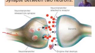 biopsychology Neurons and synaptic transmission [upl. by Eniamahs]