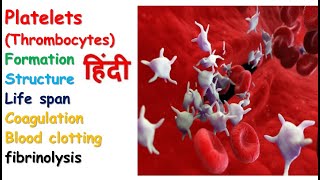 Platelets physiology in hindi  formation  homeostasis  clotting factor  coagulation [upl. by Jud]