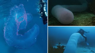 Unicorn Of The Sea Pyrosome Is Made Up Of Thousands Of Zooids In Jelly Like Body [upl. by Noirret]