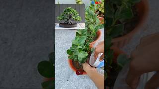 Ficus पौधे के लिए मिट्टी कैसी लें 🤫gardenplants youtubeshorts ficusplant gardening plants [upl. by Yttik]