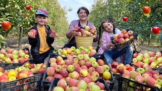 Harvesting 100 kg of Apples  Grandma Made Compote and Tender Apple Pie Secret Recipe [upl. by Brett360]