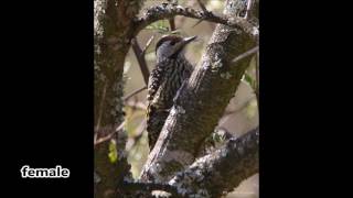 Cardinal Woodpecker call [upl. by Idleman]