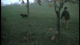 Metodi Educativi per un Flat Coated Retriever [upl. by Nitsirhc]