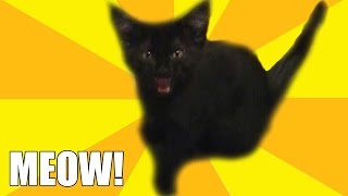 Kitten Meowing  Little Black Kitty  Cute Cat Video [upl. by Ecnarual]