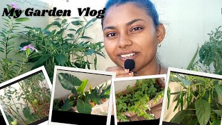 My Garden Tour  Tips  Harvesting  Morning time Happy me  Kavyasplanet [upl. by Davina]