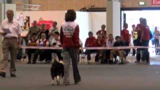 Obedience Mondiali Danei e Claudia Linty wwwcentrostudidelcanecom [upl. by Grory]