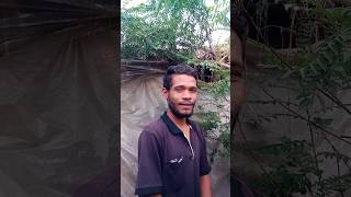 chhattisgarhi gana mohani paan thela wali cgshortscgreels shortvideo youtubeshorts [upl. by Haberman]