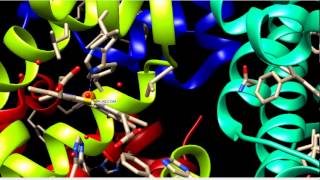 Hemoglobin Molecular Modeling Chimera [upl. by Lydon680]