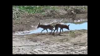 Mating Coyotes Become Stuck Litterally Inseparable [upl. by Adamsen]