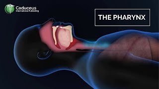 The Pharynx Anatomy and Function  Epiglottis  Larynx Examined [upl. by Zusman]